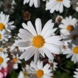 Meet your Posher, Sienna